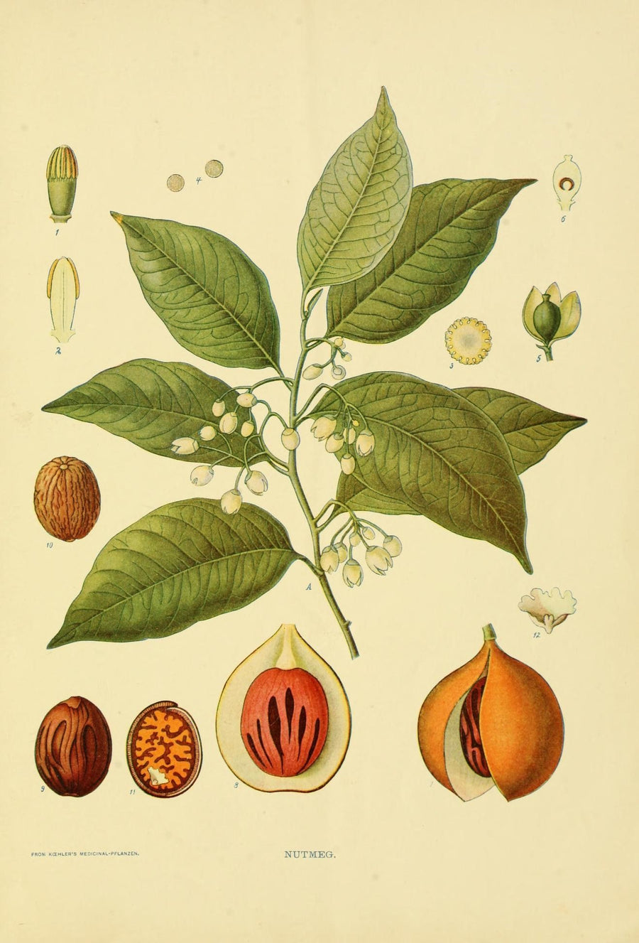 Fragrant Origins - Nutmeg: the tale of Blood, Sex and Empires