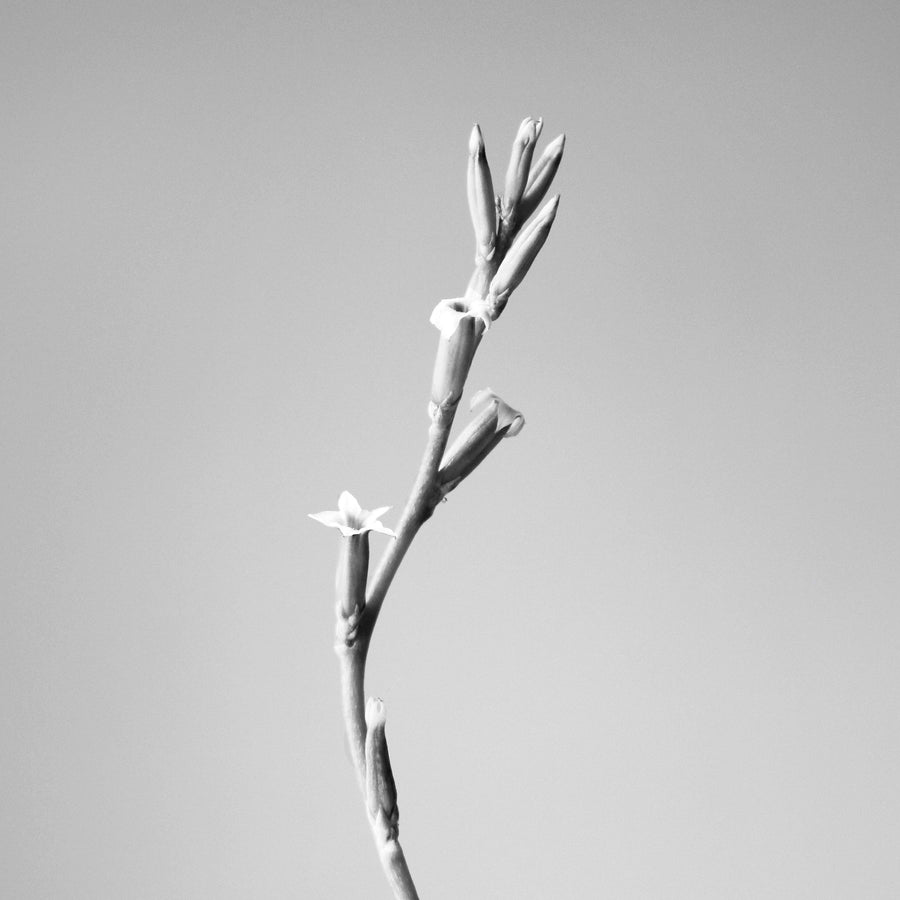 Cardamom flower botanical candle 