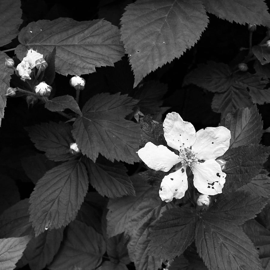 MIZU Moonflower Botanical Perfume Oil