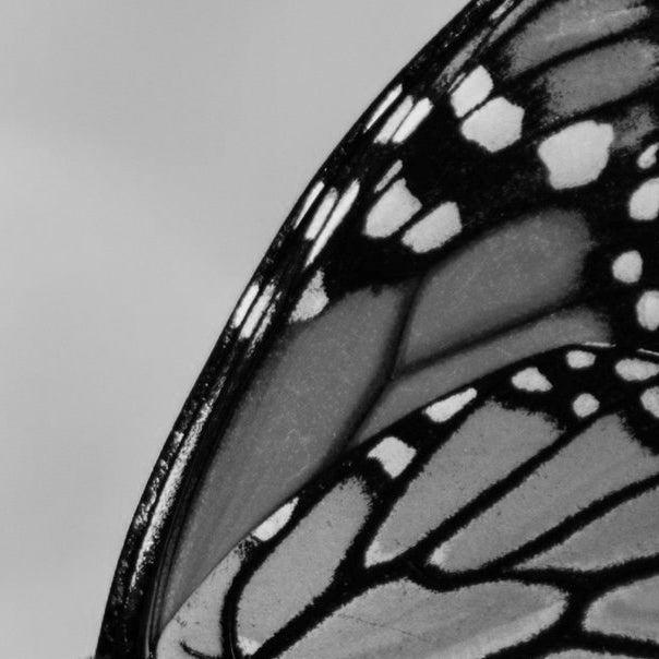 Monarch butterfly wing perfume