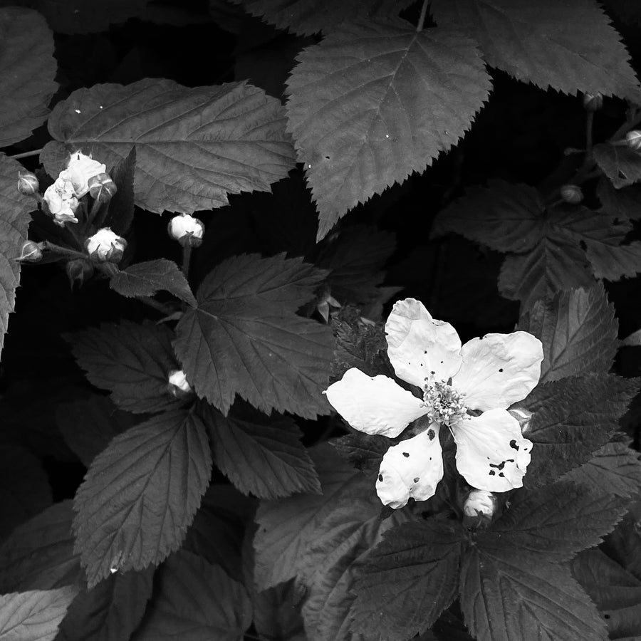 MIZU MOONFLOWER ALL NATURAL PERFUME SAMPLE