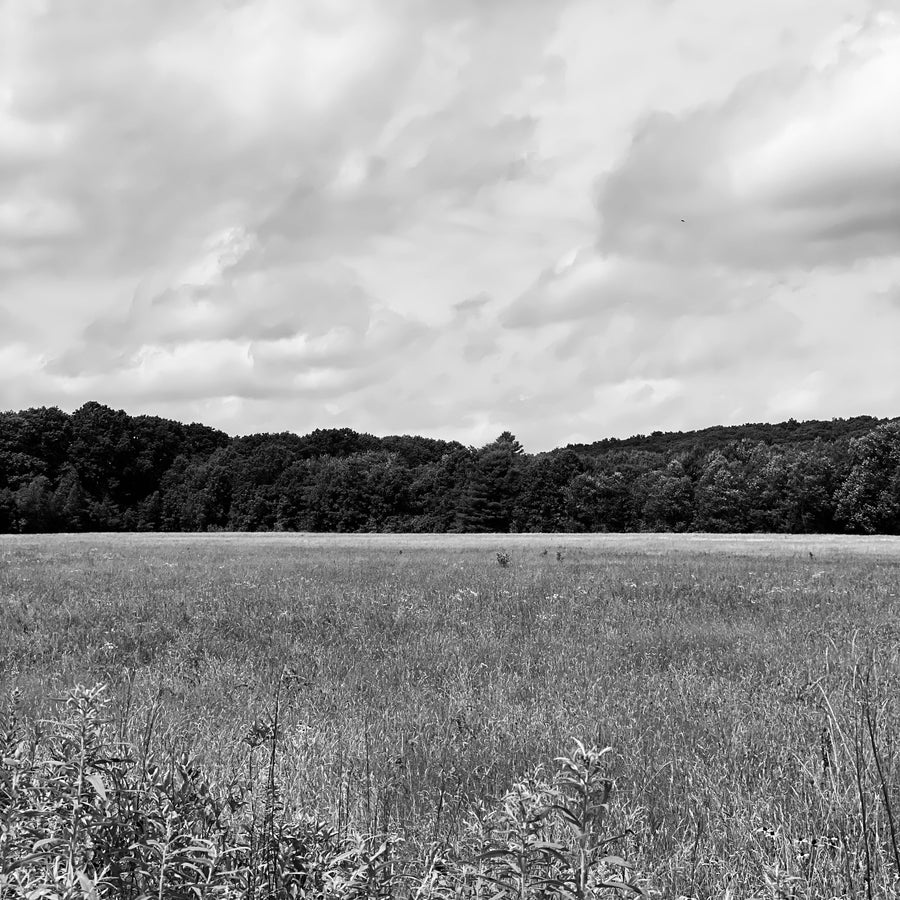 Scent of wild fields in summer 